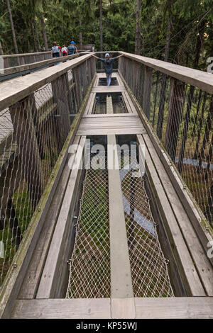 Treetop Walkway lignting, Sightseeing trail in tree crowns. Wooden construction with a slide in the middle. Touristic place and unique constructionc.  Stock Photo
