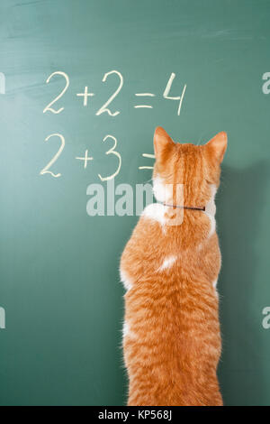 The red cat solving examples on mathematics Stock Photo - Alamy