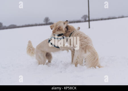 Two golden retrievers play-fighting in the snow in Hertfordshire, England. Stock Photo