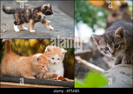collage of cute little kitten Stock Photo