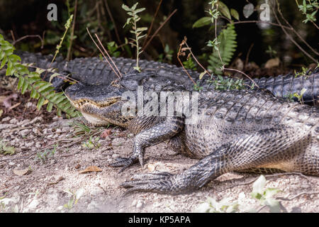 American Alligator Resting Near Road. Two alligators lying on the road in Everglades National Park, Florida Stock Photo