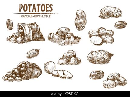 Digital vector detailed line art potato vegetable hand drawn retro illustration collection set. Thin artistic pencil outline. Vintage ink flat, engrav Stock Vector