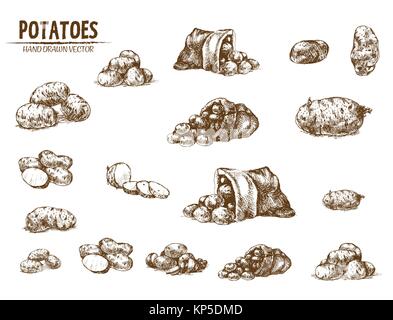 Digital vector detailed line art potato vegetable hand drawn retro illustration collection set. Thin artistic pencil outline. Vintage ink flat, engrav Stock Vector