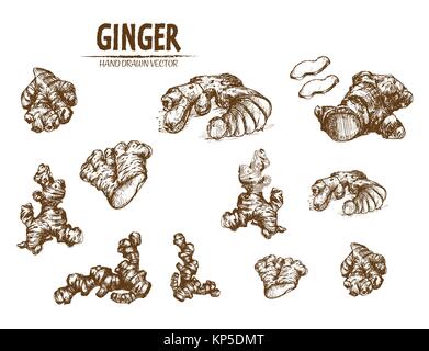 Digital vector detailed line art ginger root hand drawn retro illustration collection set. Thin artistic pencil outline. Vintage ink flat, engraved si Stock Vector