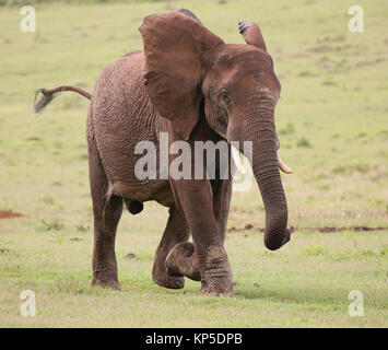African Elephant Male Stock Photo