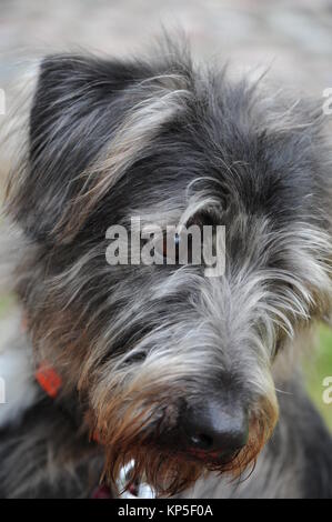 dog portrait - gray-haired mongrel Stock Photo