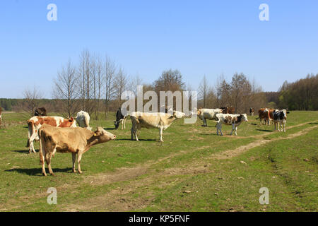 a lot of cows on the pasture Stock Photo