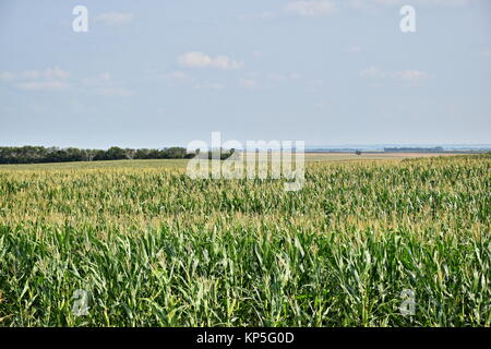 Large Corn field stretching into the distant horizon Stock Photo