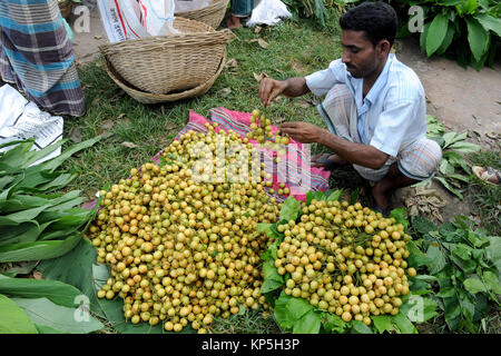 NARSINGDI, BANGLADESH-JUNE 10, 2016: Bangladeshi farmers collect and short Burmese grape at Narsingdi, near Dhaka. Burmese grape or Lotkon in Bangla i Stock Photo