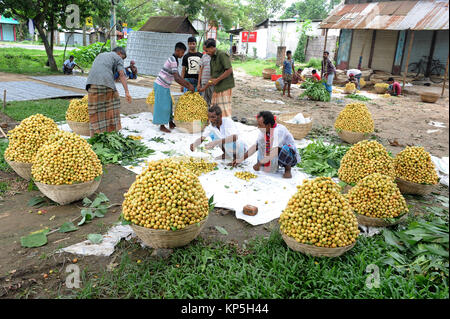 NARSINGDI, BANGLADESH-JUNE 10, 2016: Bangladeshi farmers collect and short Burmese grape at Narsingdi, near Dhaka. Burmese grape or Lotkon in Bangla i Stock Photo