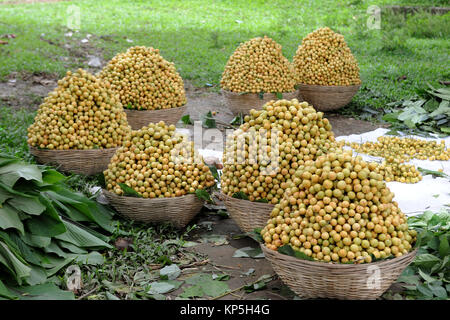 NARSINGDI, BANGLADESH-JUNE 10, 2016: Bangladeshi farmers collect and short Burmese grape at Narsingdi, near Dhaka. Burmese grape or Lotkon in Bangla i Stock Photo