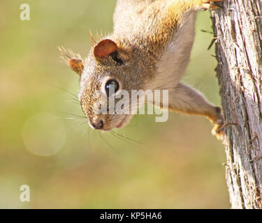The tiny RED SQUIRREL hanging upside down from a Tree Stock Photo