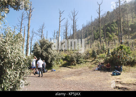 trekkers in the forest on the lower slopes of Acatenango volcano in Guatemala Stock Photo