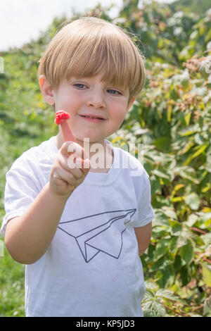 adorable toddler boy picking raspberries on farm during summertime Stock Photo