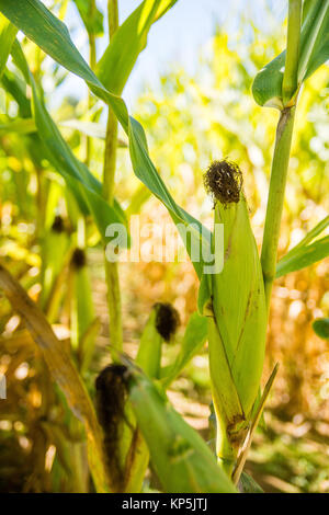 close up of corn crop on stalk during fall autumn season Stock Photo