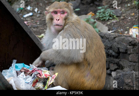 Rhesus macaque monkey scavenging food from dumpster in Mcleod Ganj, India Stock Photo