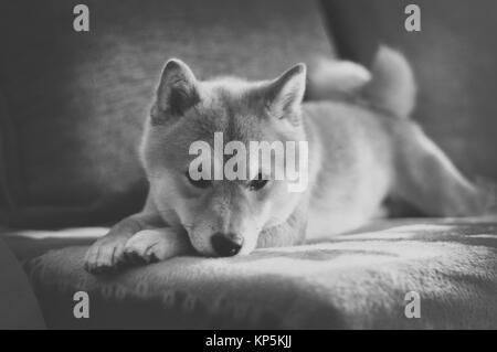 Vintage black and white shiba inu dog on couch Stock Photo