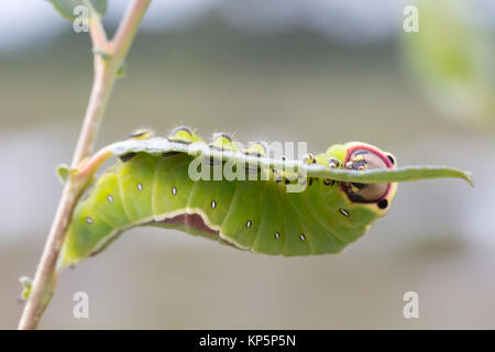 Puss moth larva (Cerura vinula) 5th instar feeding on scrub willow. Surrey, UK. Stock Photo