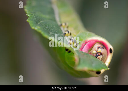 Puss moth larva (Cerura vinula) 5th instar feeding on scrub willow. Surrey, UK. Stock Photo
