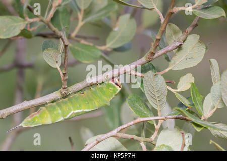 Puss moth larva (Cerura vinula) 5th instar on scrub willow. Surrey, UK. Stock Photo