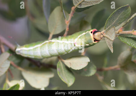 Puss moth larva (Cerura vinula) 5th instar on scrub willow. Surrey, UK. Stock Photo