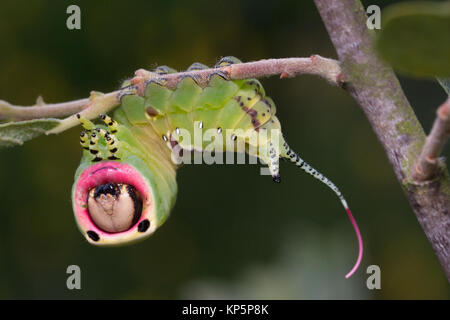 Puss moth larva (Cerura vinula) 5th instar in defensive posture. Surrey, UK. Stock Photo