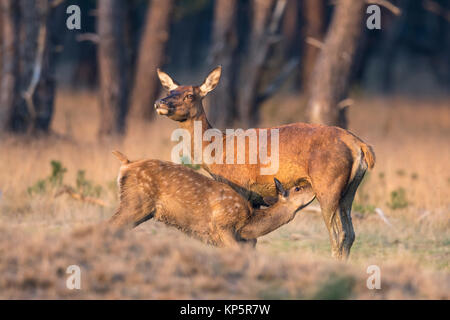 Hirschkuh saeugt Kalb, female red deer with calf Stock Photo