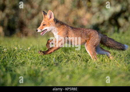 Rotfuchs, young red fox running Stock Photo