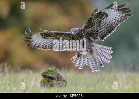 Fliegender Bussard, common buzzard in flight Stock Photo