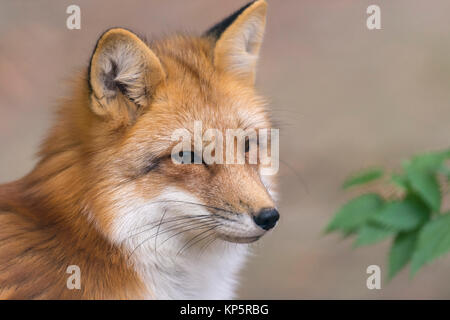 Junger Fuchs, young red fox, Vulpes vulpes Stock Photo