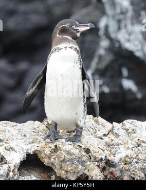 A Galápagos penguin (Spheniscus mendiculus) on the lava rocks of Las Tintoreras. Las Tintoreras, Puerto Villamil, Isabela, Galapagos, Ecuador Stock Photo