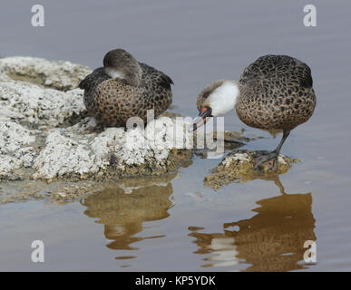 A pair of White-cheeked Pintail ducks (Anas bahamensis) rest by a shallow lagoon. These birds may be considered as a sub-species: Galapagos White-chee Stock Photo