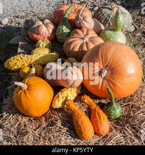 Colorful variety of pumpkins (gourds and squashes) Stock Photo