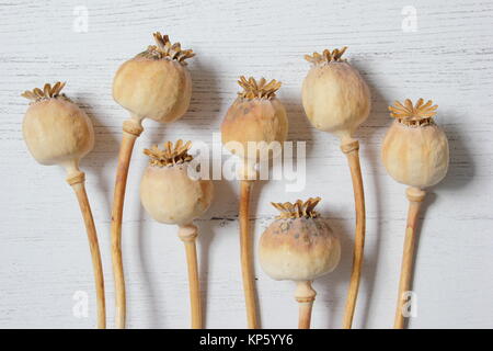 Dried seed heads of ornamental opium poppies (Papaver somniferum), harvested from an English garden, displayed on white textured background, UK Stock Photo