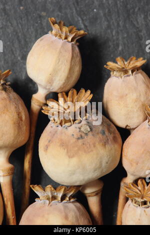 Dried seed heads of ornamental opium poppy (Papaver somniferum), harvested from an English garden, displayed on dark slate background, UK Stock Photo