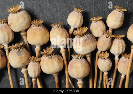 Poppy seedheads. Dreid seedheads of Papaver somniferum on slate background. UK Stock Photo