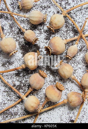 Dried seed heads and spilt seeds of ornamental opium poppies (Papaver somniferum), harvested from an English gardeen, UK Stock Photo