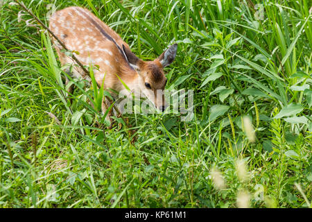 Roe deer eating leaves Stock Photo