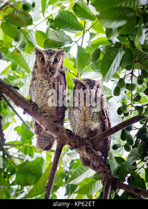 Two Crested Owls Lophostrix cristata peering down from tree branches in the Osa peninsula Costa Rica