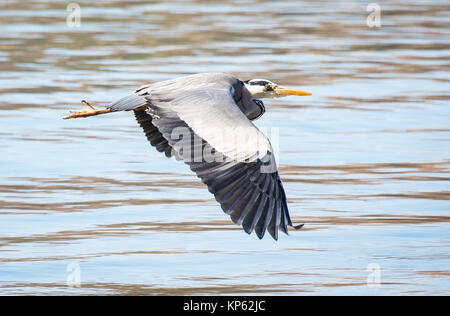 Grey heron flying at low level above the sea in South Wales UK Stock Photo