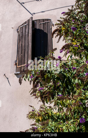 Corsica: vintage and architectural details, a wooden window with closed shutters and a bouganvillea climbing plant in Corte Stock Photo