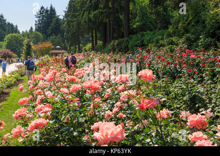 International Rose Test Garden, Portland, Oregon, USA Stock Photo