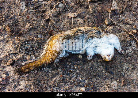 A dead grey squirrel lying on the ground in the woods Stock Photo