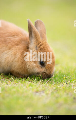 Wild Bunny Feeds on Local Grasses Cute Rabbit Stock Photo