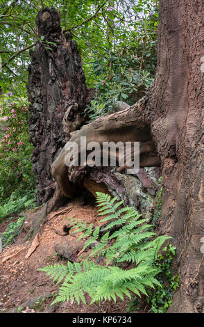 Tregrehan garden, Par, Cornwall, UK. The blackened stump of an old  Monterey Pine struck by lightning, with a Western Hemlock growing among its roots Stock Photo
