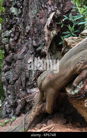 Tregrehan garden, Par, Cornwall, UK. The blackened stump of an old  Monterey Pine struck by lightning, with a Western Hemlock growing among its roots Stock Photo