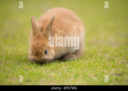 Wild Bunny Feeds on Local Grasses Cute Rabbit Stock Photo