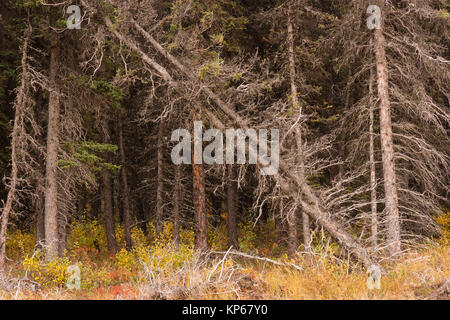 Dead Trees Fall Over Natural Forest Regenertation Stock Photo
