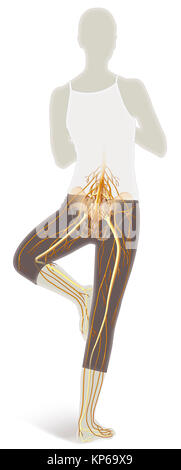 Anatomy of the Lower Leg Stock Photo: 7712337 - Alamy