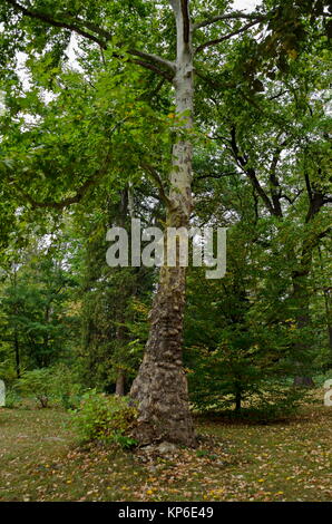 Beautiful autumnal  forest with venerable coniferous and deciduous trees, located  in National monument of landscape architecture Park museum Vrana Stock Photo